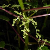 Pilea melastomoides (Poir.) Wedd.
